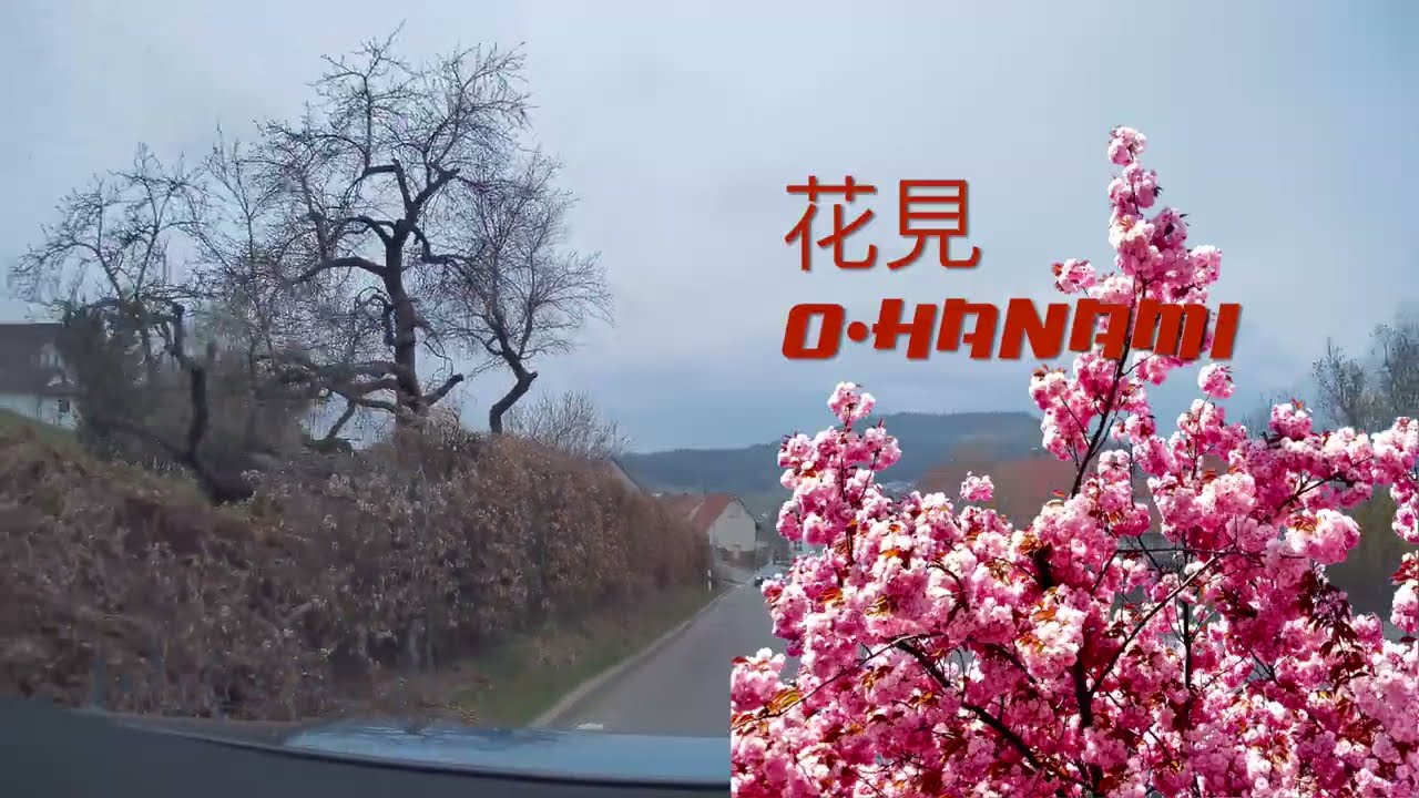 Hanami 8 - Heuberg