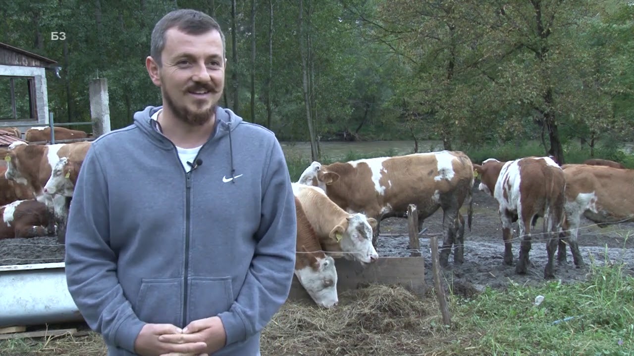 SUVI TOV JUNADI po brdima pored IBRA - kako se radi i šta je problem naših stočara ? DOMAĆINI !