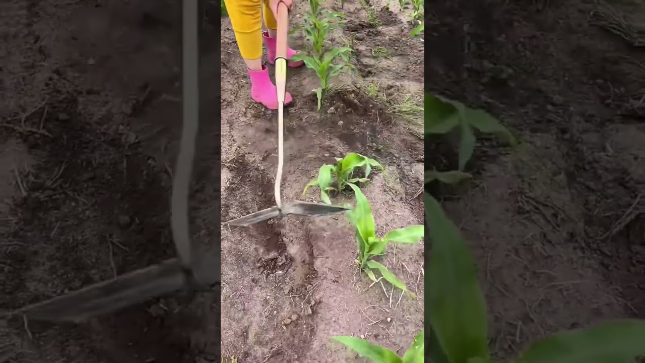 Smart Gardening A High Efficiency Hoe for Healthy Corn Crops