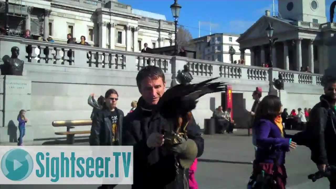 Pest Control in Trafalgar Square - Harris Hawks