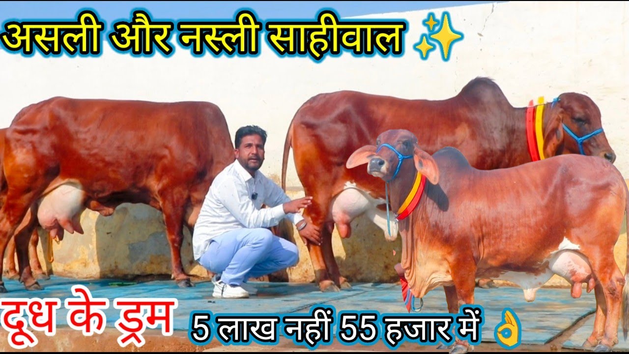 Super Sahiwal 🏆 Champion 20 kg Garranty ✨शुद्ध साहीवाल पवन जी की💫 असली और नस्ली साहीवाल गाय 🌟