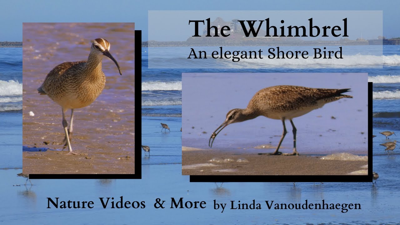 The Whimbrel    An Elegant Shorebird
