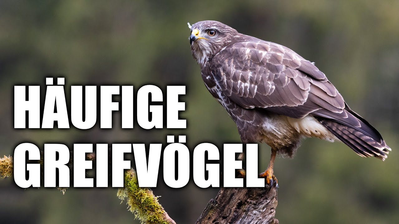 Häufige heimische Greifvögel