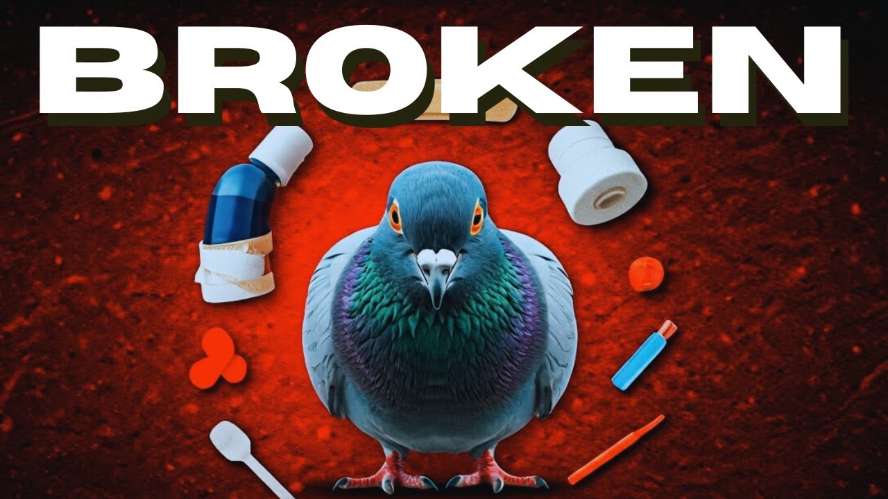 Broken Pigeon Leg Splint: DIY Guide