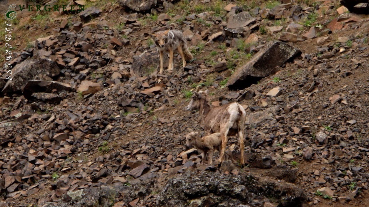 Coyotes & Bighorn Sheep