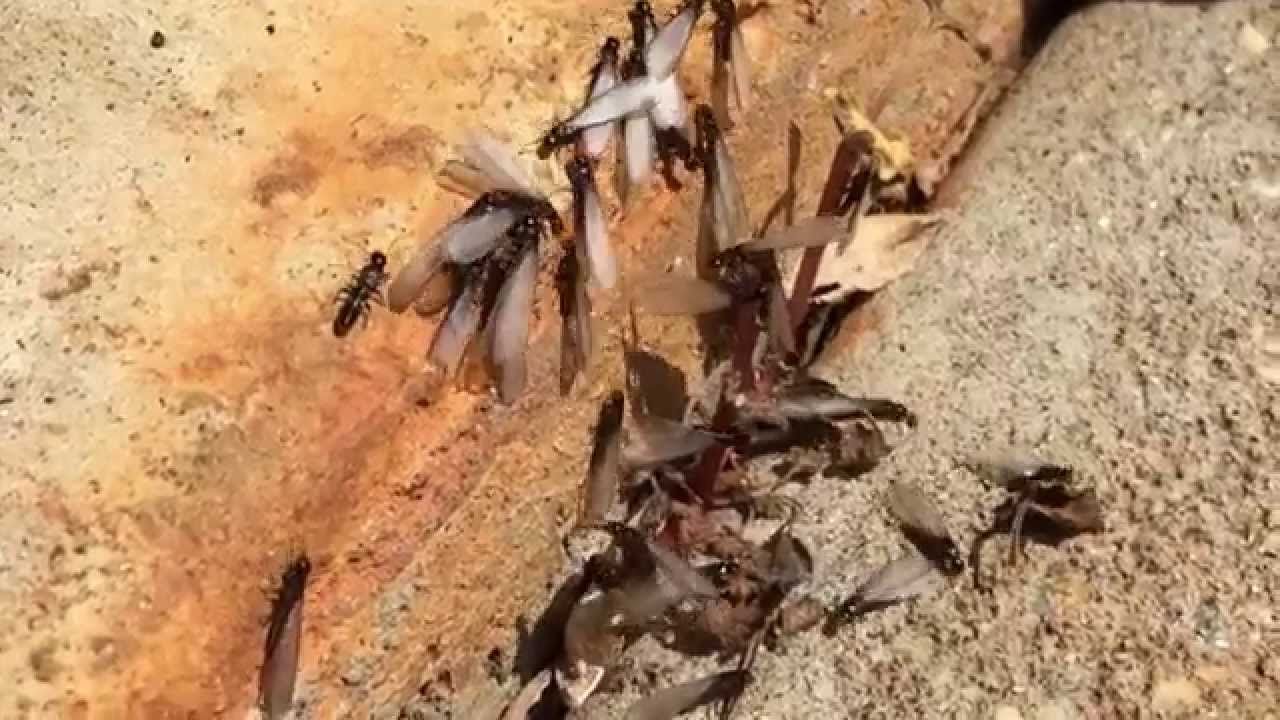 Termite Swarm in Cherokee Co. Georgia