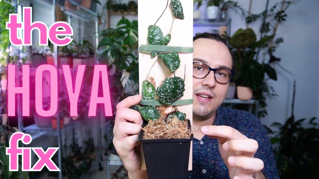 Fixing my Hoya imbricata