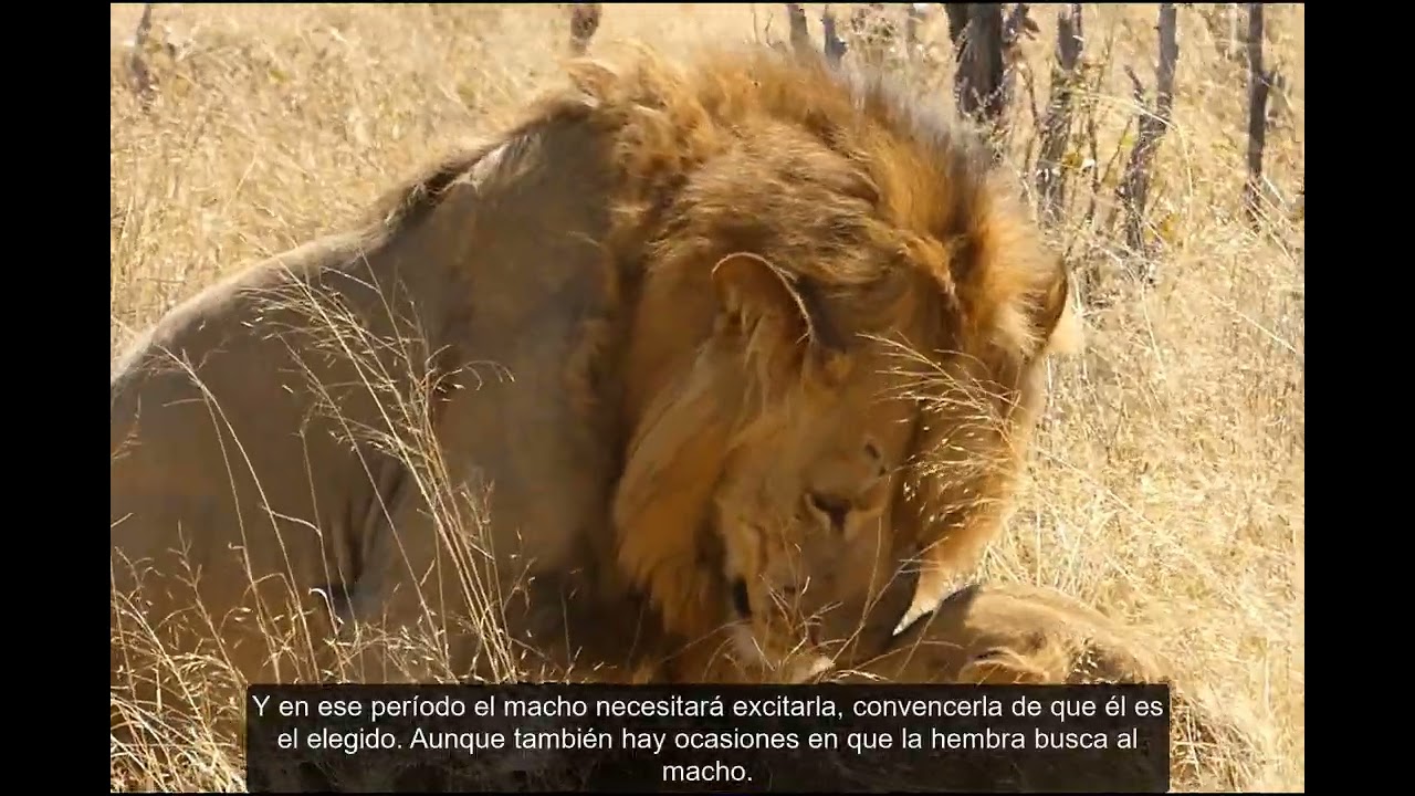 Leones: el momento del apareamiento