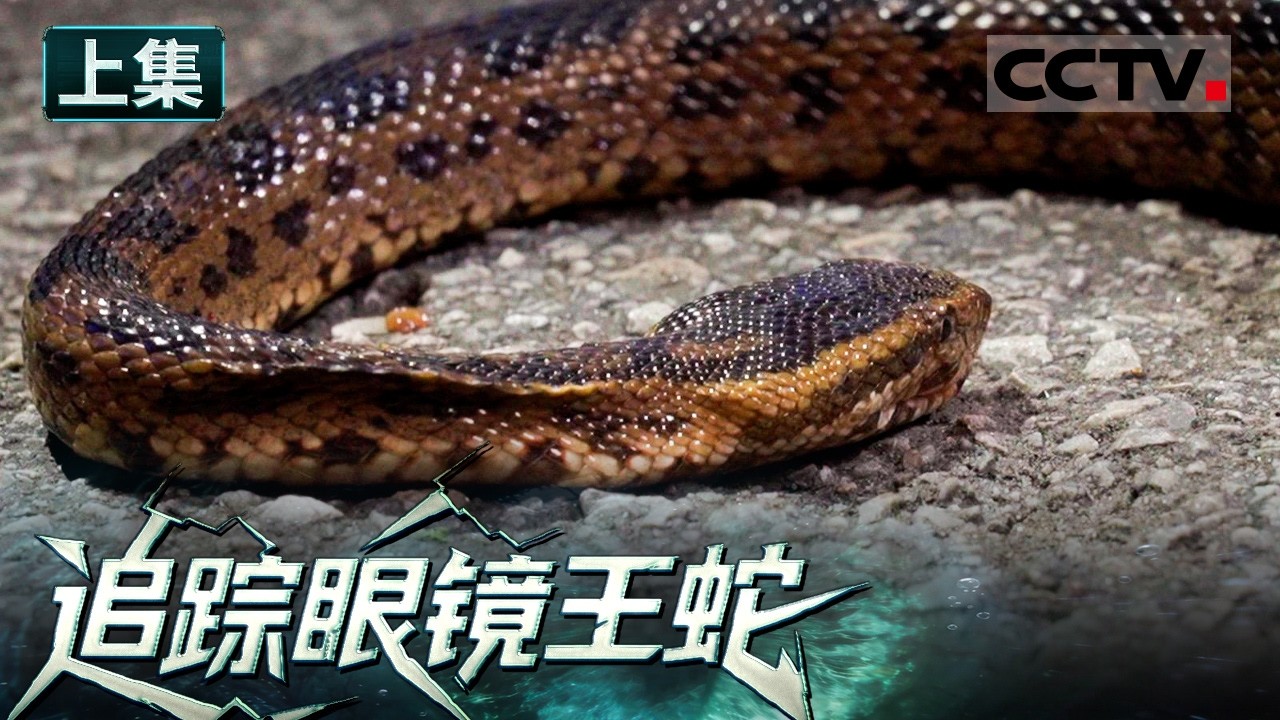 《追踪眼镜王蛇》山区村落 忽然流出眼镜王蛇的视频 公路上所见的蛇类竟然全是尸体（上）【CCTV纪录】