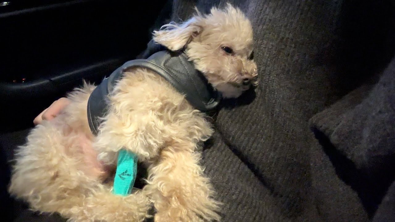 痙攣発作を起こした愛犬のMRI検査の結果が出ました。