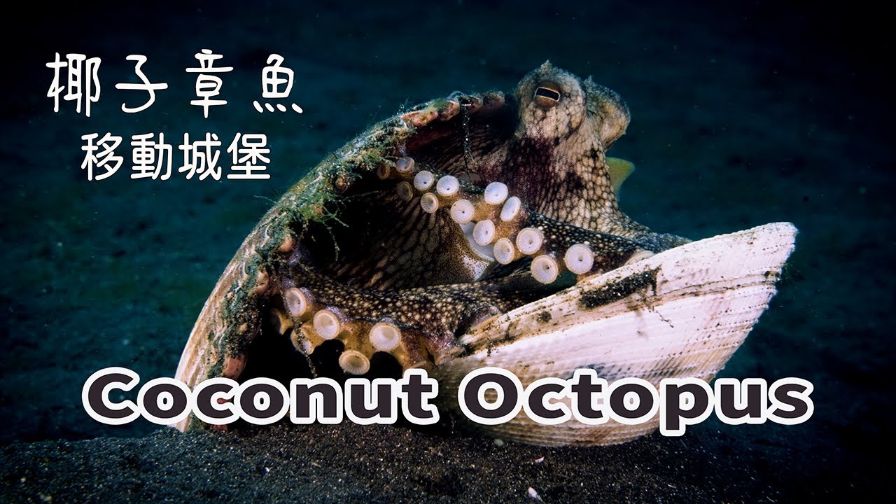 藍碧海峽奇遇！超萌聰明「椰子章魚的移動城堡」| Coconut Octopus, Lembeh Strait