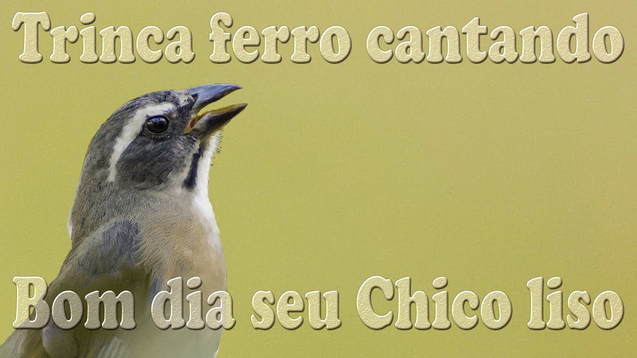 Trinca ferro canto Bom dia seu Chico liso para ensinamento de filhotes gravado em HQ