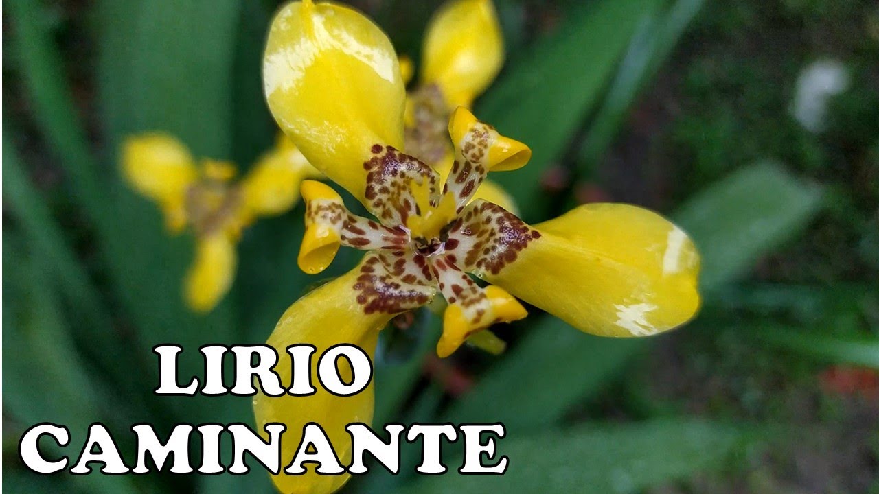 Lirio caminante (Neomaricas) / Miz orquideas