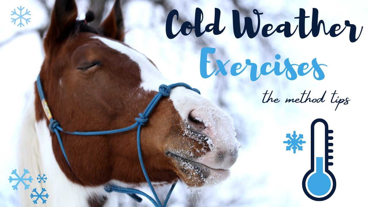 Cold weather exercises | Low energy training | Чем заняться с лошадью в мороз