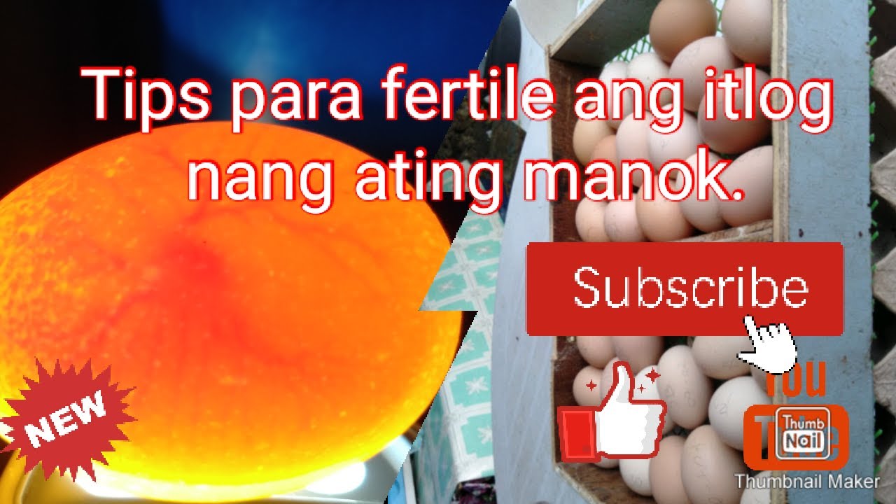 Tips pano maging fertile ang itlog nang ating manok .Lets Go mga ka Farm