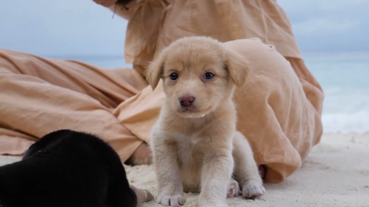 강아지가 안정적으로 쉬는 음악│댕힐링뮤직