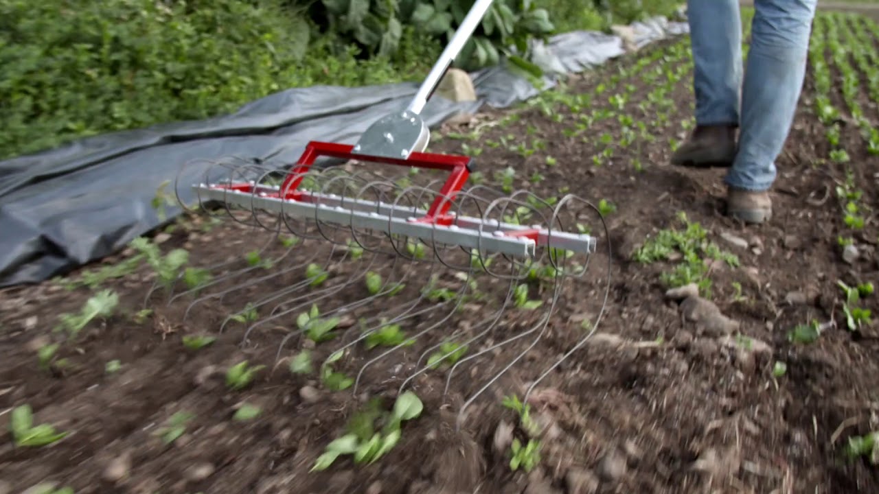 The Two Bad Cats Tine Weeder | Dubois Agrinovation