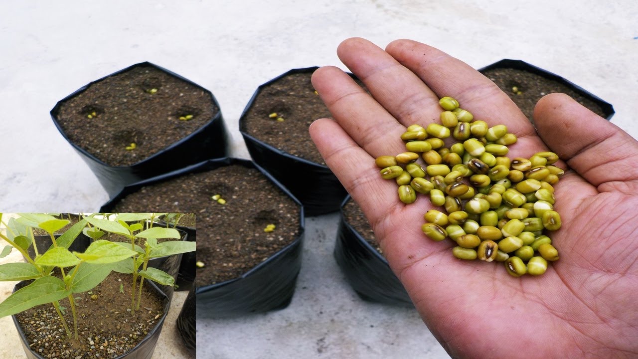 Cara Mudah Dan Sederhana Menanam Kacang Hijau Di Rumah Bibit Dari Warung