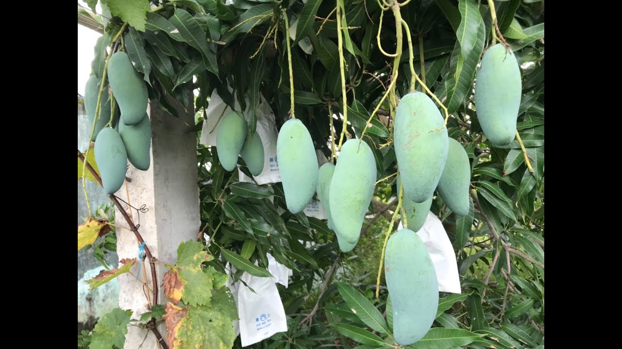 Thu hoạch trái xoài thái.