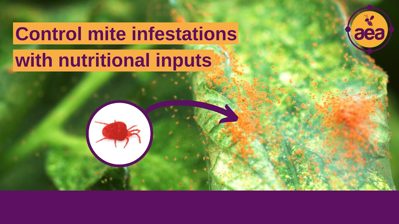 Controlling mite infestations with nutritional inputs & regenerative practices | Regenerative Ag