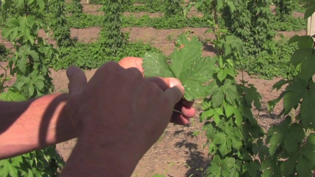 HOPS TV - Episode 3: Predators- Aphids, Two-spotted spider mite, and Mildew