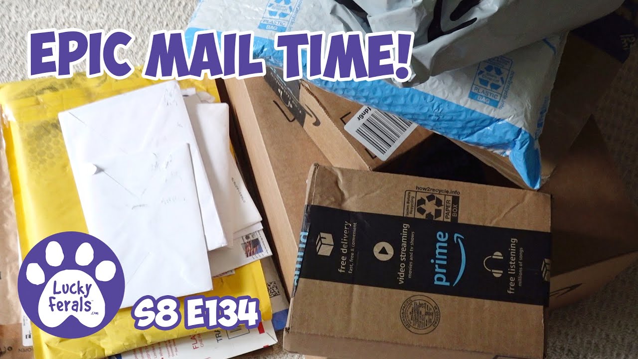 Epic Mail Time! Thank You, Everyone - Lucky Ferals Cat Vlog S8 E134