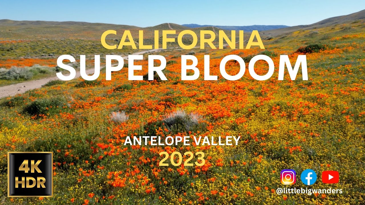 California SUPER BLOOM Antelope Valley 2023! Cinematic, EPIC 4K drone footage of poppies with music!