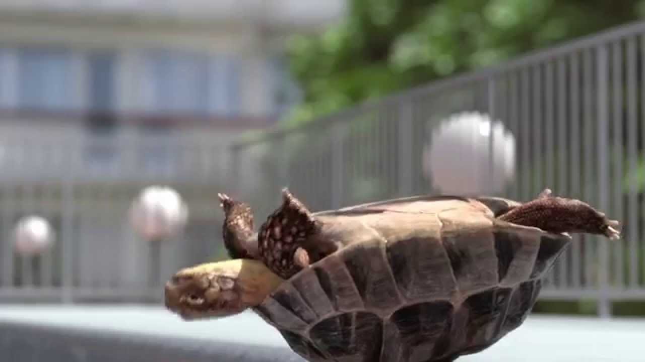 Deveaux Showreel