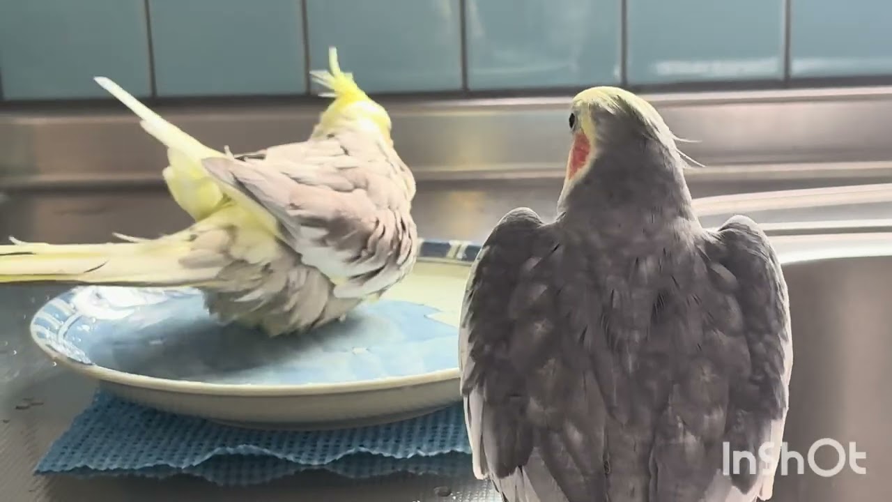 我が家のしずかとジャイアン#インコ#オカメインコ #元気になる動画 #癒し #元気お届け 