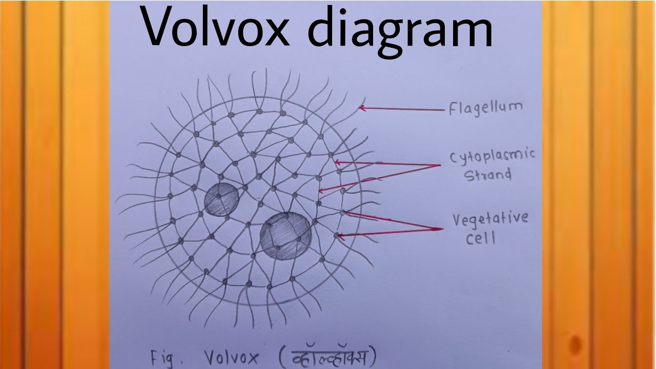 Volvox Diagram/ How to draw a Volvox diagram in Kingdom Protista