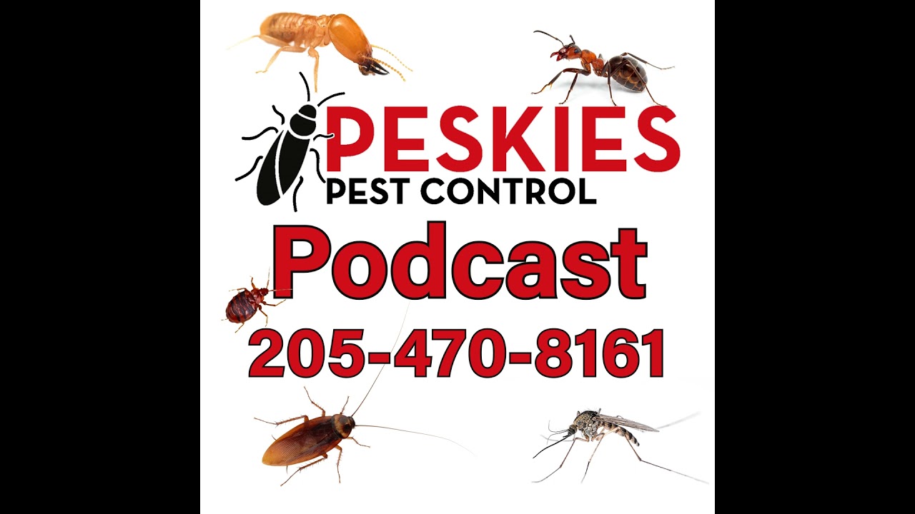 The Camper Red Flag: A Bed Bug Nightmare