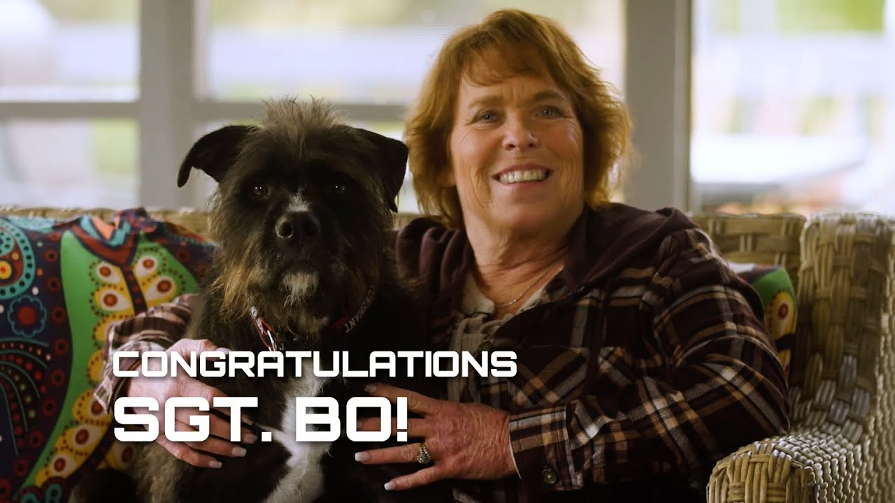 2025 Hero Dog Awards Winner | Sgt. Bo, Therapy Hero Dog