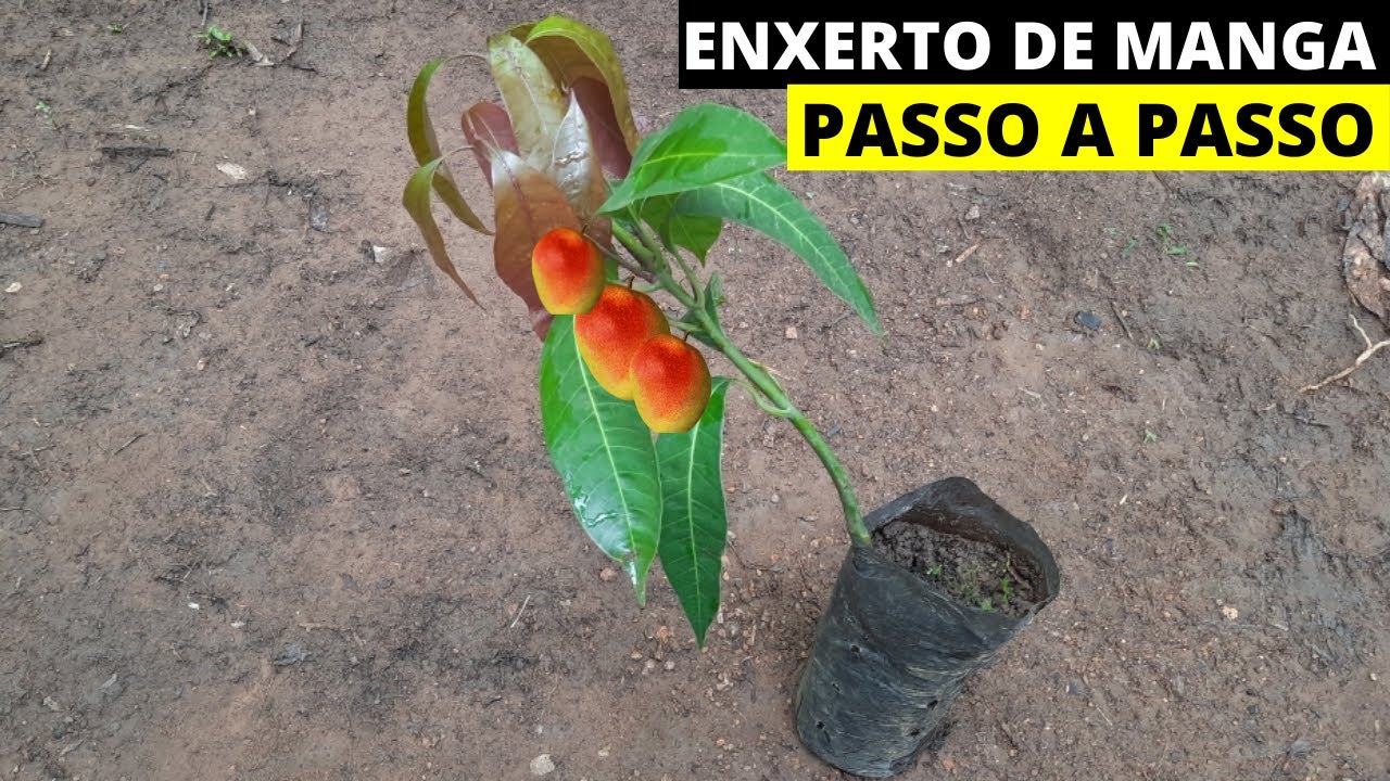 COMO FAZER ENXERTO DE MANGA ROSA