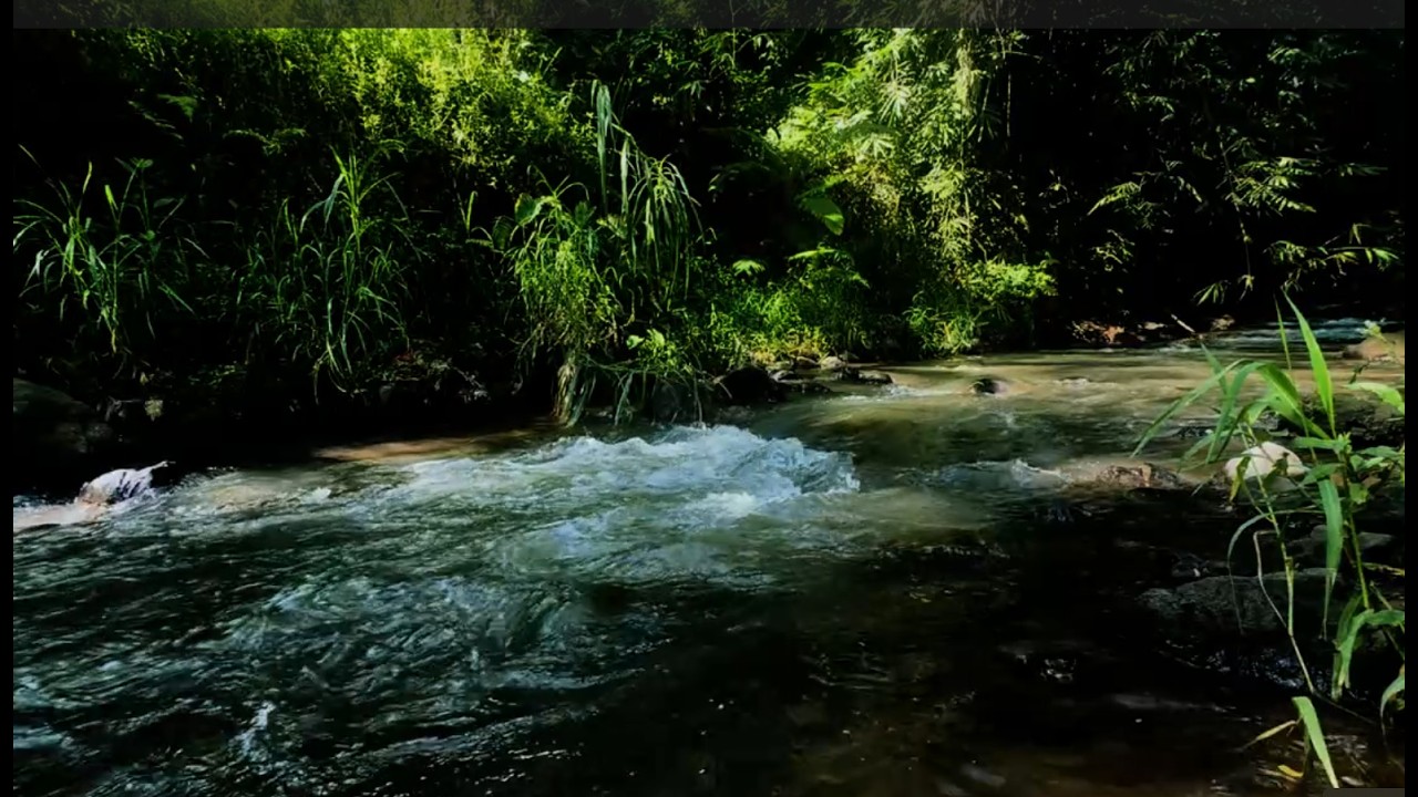 Duerme en Minutos | Relaxing River Sounds con Río Fluyendo | Relajación Profunda para Dormir