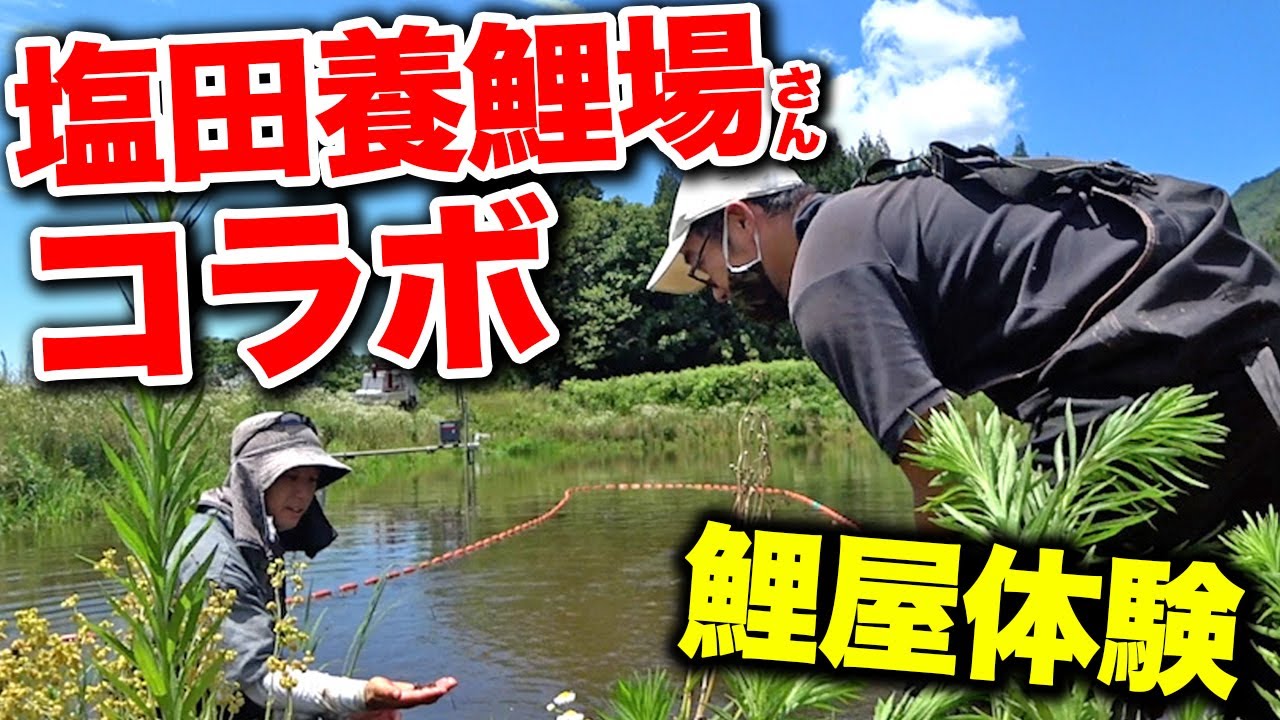 【塩田養鯉場さんコラボ】錦鯉沼で網引き手伝ってきたらおたまじゃくしが&hellip;