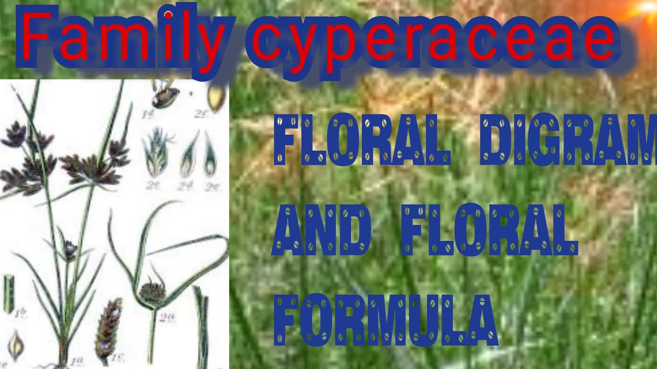 B.Sc. 2nd Year Botany: Cyperaceae Family | Vegetative Characters and Economic Importance