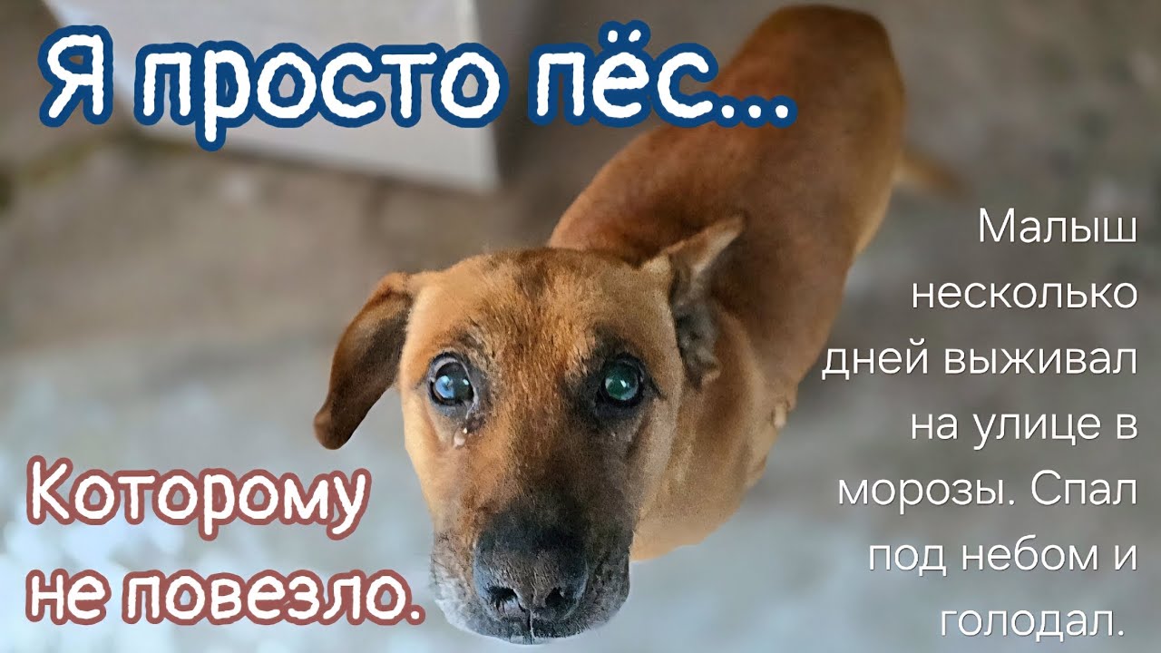 Продал дом вместе с собакой / пёс неделю выживал на морозе и голодал /он заболел /Help save the dog