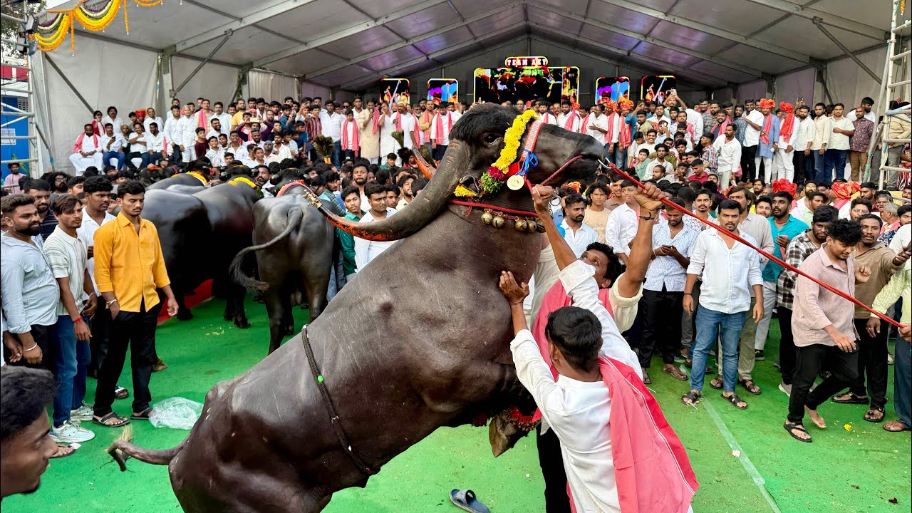 Yadav Sadar Sammelan 2025 | Bull lifting in Sadar Festival | Sadar Sayyata | Sadar 2025 Hyderabad