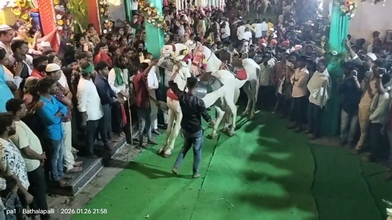 బత్తలపల్లి ఇమాం ఖాసిం స్వామి గంధం సందర్బంగా గురాలు ఆనందిస్తున్నారు@Pa1StarFamily #bathalapalli#hores