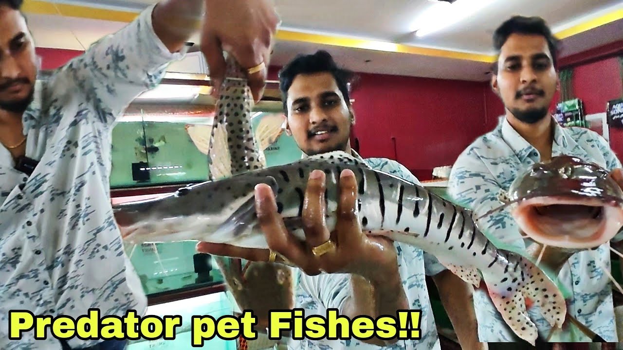 Monster Fishes in coimbatore |  Bermuda triangle aquatics | தமிழ் | Pet Fishes