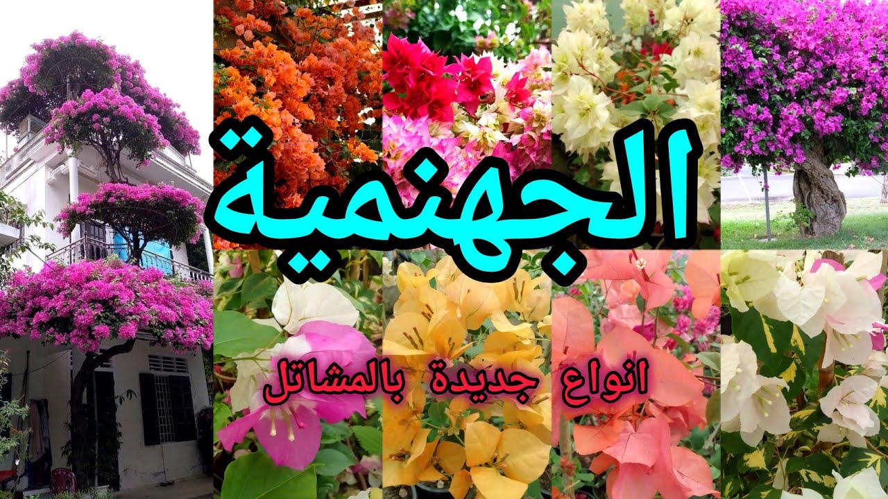 الجهنمية القطمر  Bougainvillea‏ وباقي أصناف الجهنمية التايلندية في العراق 🇮🇶  مشتل بابل لهواة الزهور