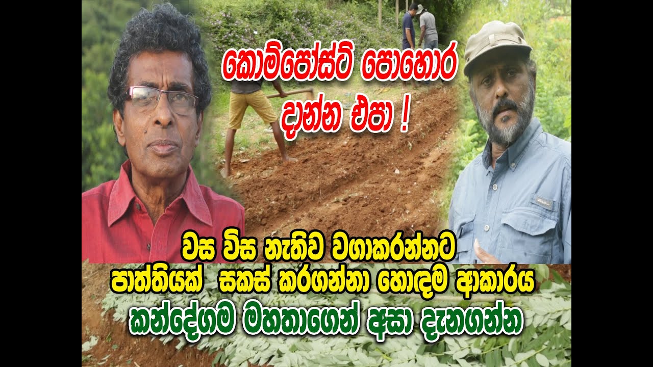 කොම්පෝස් පොහොර දාන්න එපා කන්දේගම මහතාගෙන් අසා දැනගන්න  #kandemahagamaya #Thilakkandegama