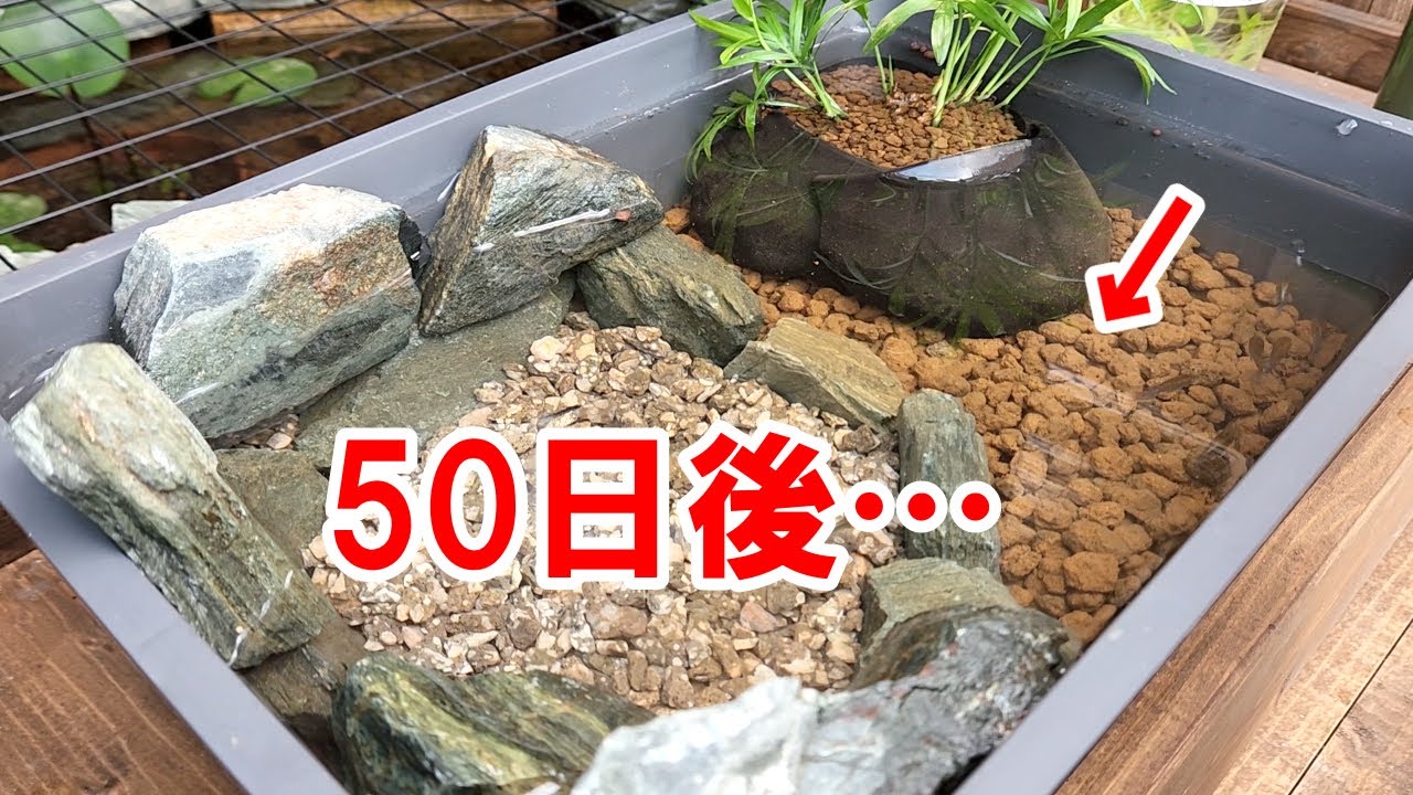 ５Lの極小ビオトープに８匹のメダカを入れると…