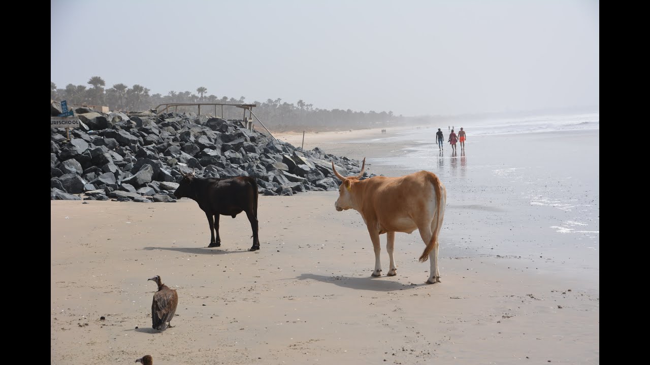 unexpected encounters at a beautiful Gambian beach at Bijilo with a surprising end!