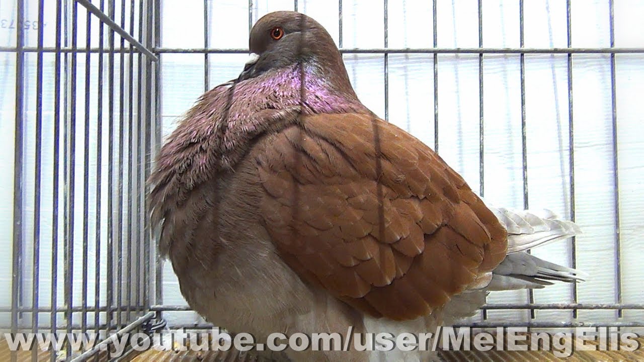 Jeune Mâle Pigeon Mondain rouge cendré à manteau plein - Nœux-les-Mines 2026