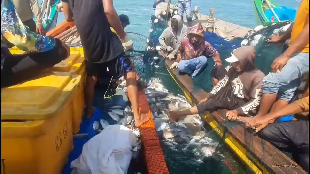 Pukat cincin Nelayan Indonesia Dapat Banyak Ikan, luar biasa hasil tangkapan Nelayan Indonesia