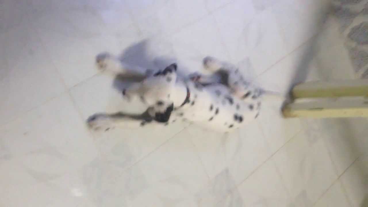 3 months dalmatian basic training