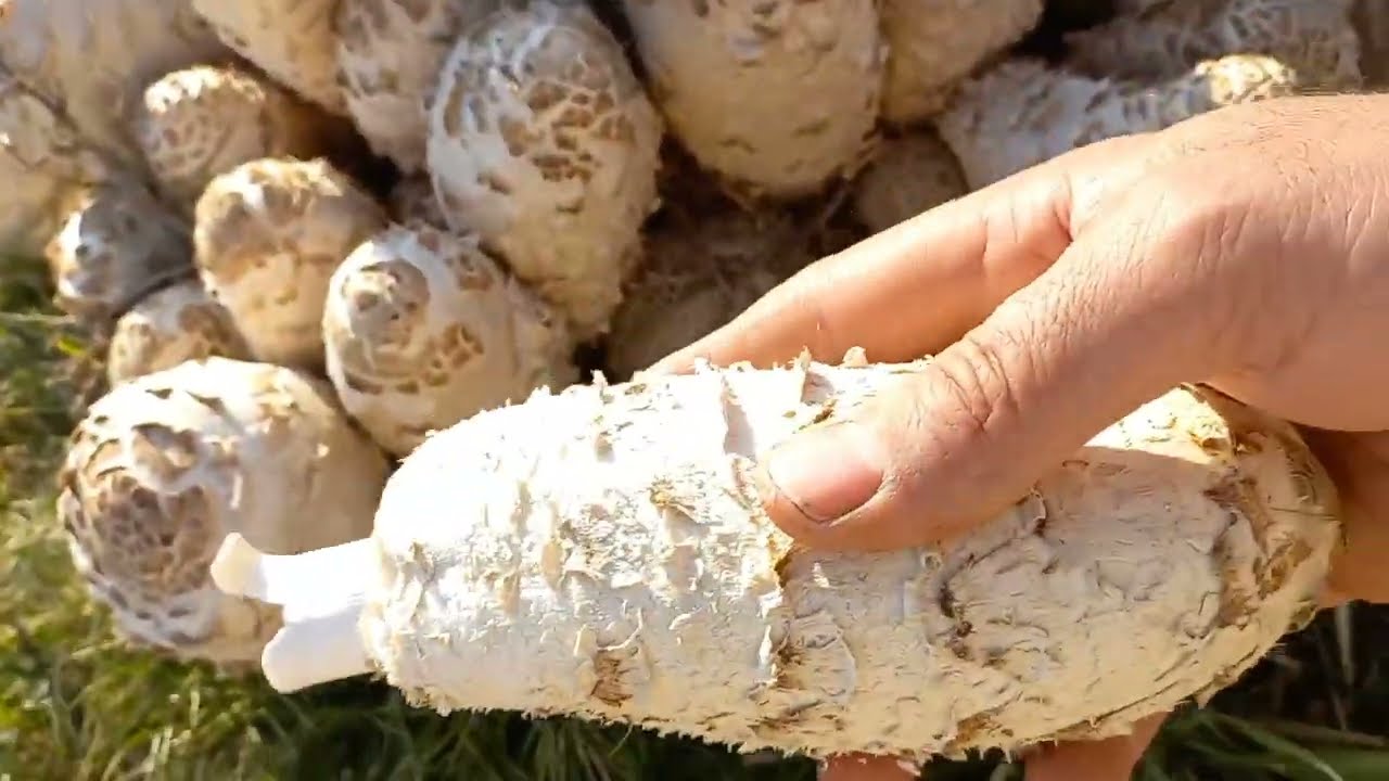 PÖSTEKİ MANTARI (Coprinus Comatus) (SÖBELEN ) doğada nasıl toplanır