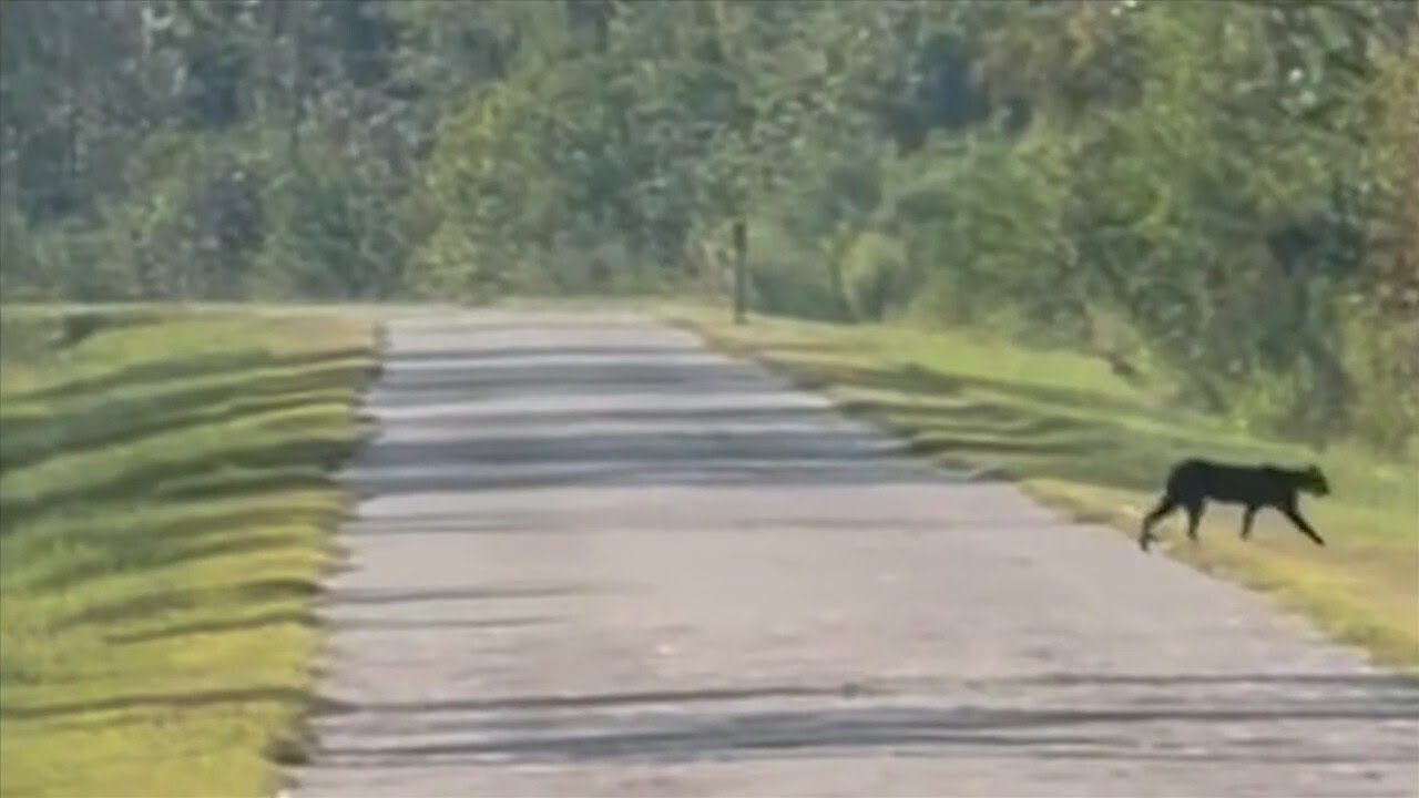 Unusual sighting: Melanistic bobcat appears on Bay County trail