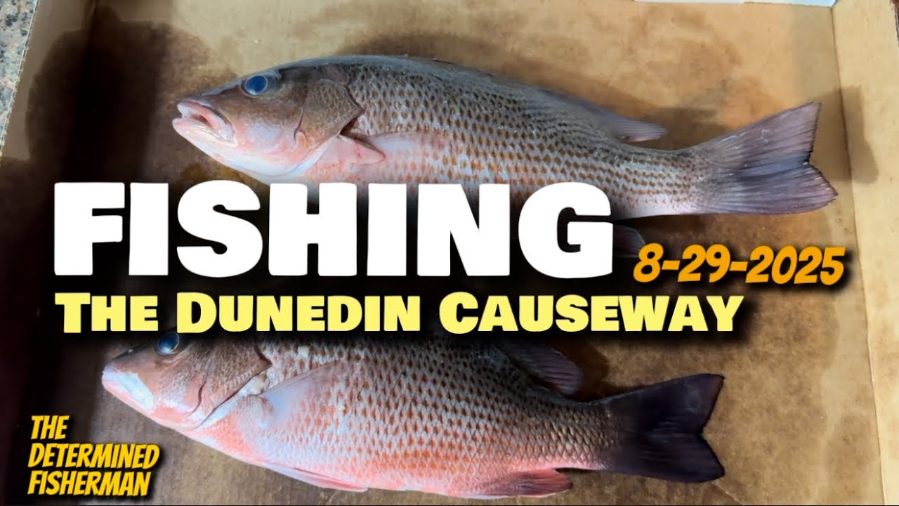 Fishing The Dunedin Causeway 8-29-2025